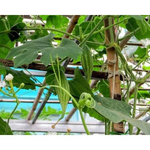Hạt Giống Lặc Lày 2g Sai Quả, Sinh Trưởng Khỏe