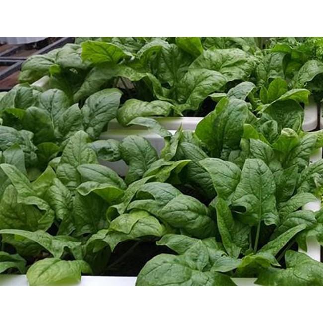 Hạt Giống Cải Bố Xôi Chịu Nhiệt Trồng Tháng 2, 3,4,5, 10, 11 dương Lịch