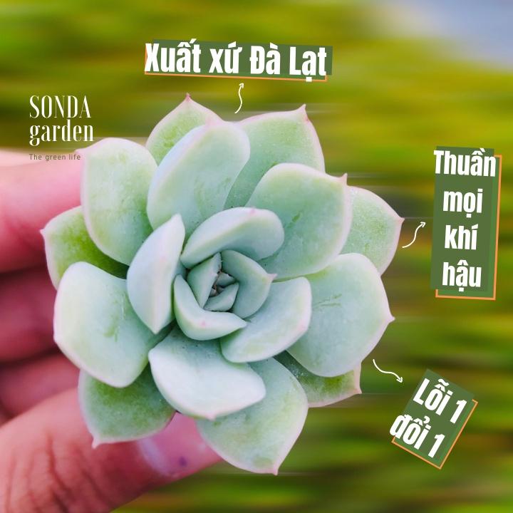 Sen đá liên đài trắng SONDA GARDEN size mini 2.5-4cm, cây cảnh trang trí nhà cửa, lỗi 1 đổi 1