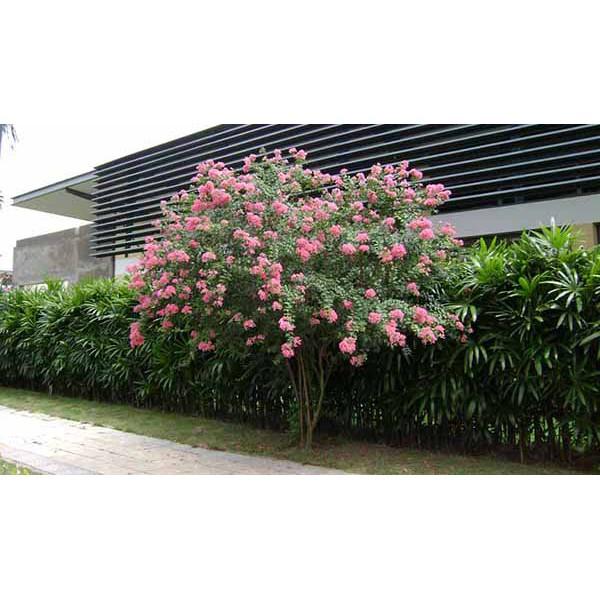 Combo 3 bầu cây giống hoa tường vy mixx đủ màu