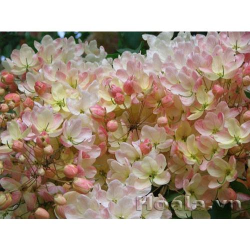 Cây giống hoa Muồng Anh Đào Nhật Bản