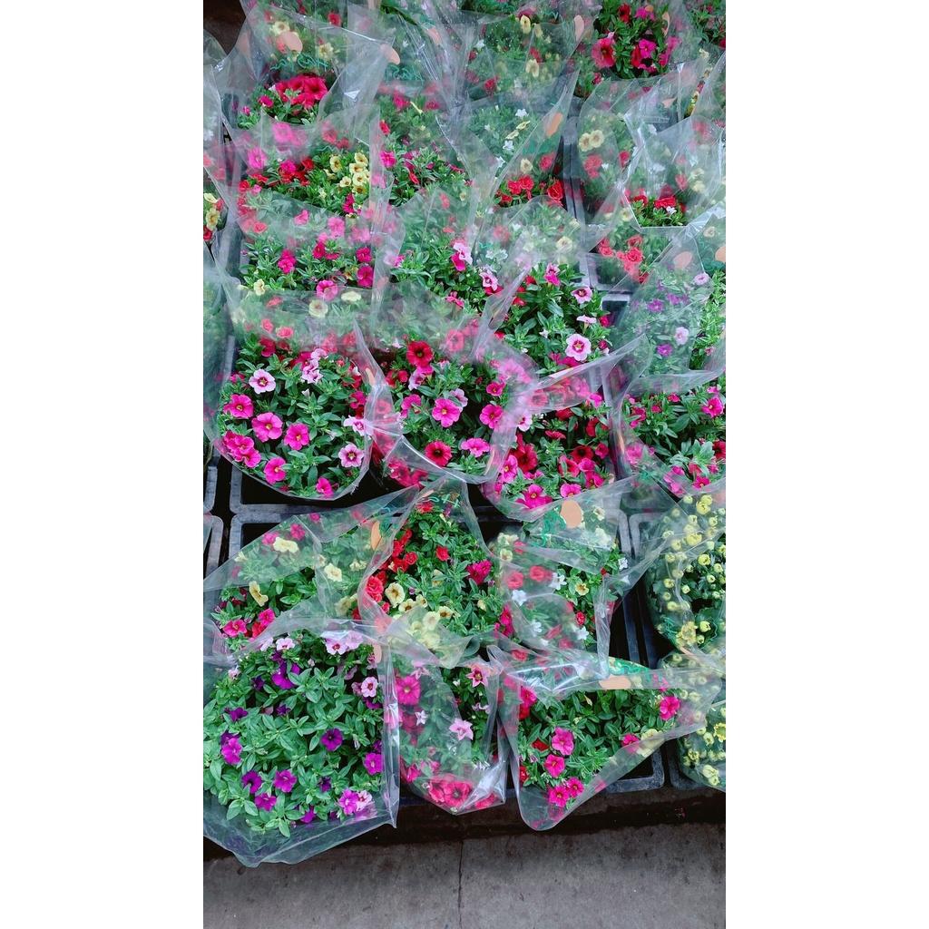 Chậu Hoa Triệu Chuông