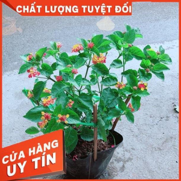 Hoa Ngũ Sắc