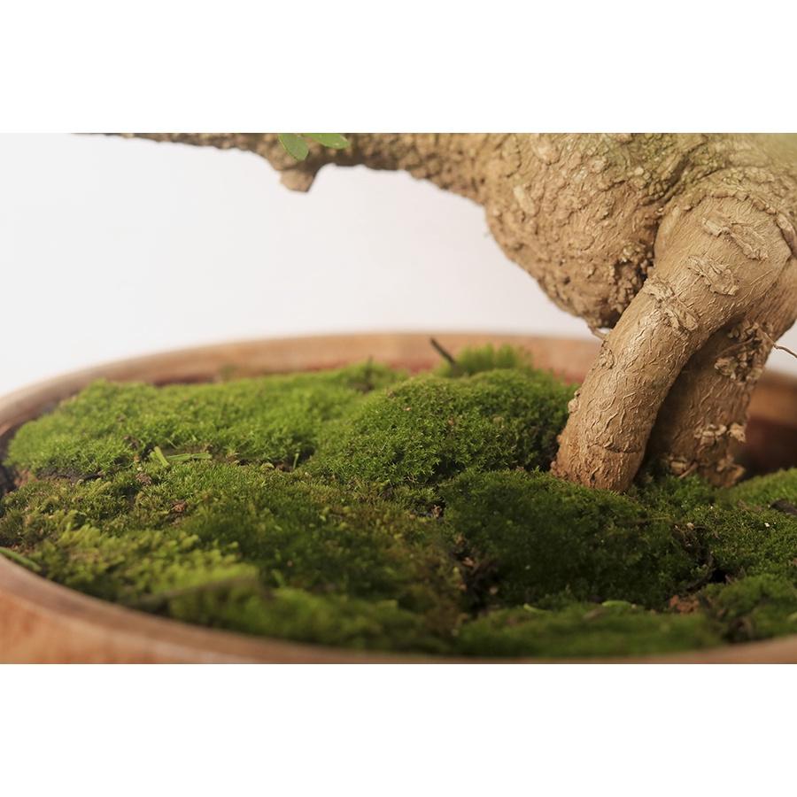 rêu nhung , rêu bán cạn trải nền làm cây bonsai , tiểu cảnh , terrarium , hồ bán cạn ...| The Fish Design