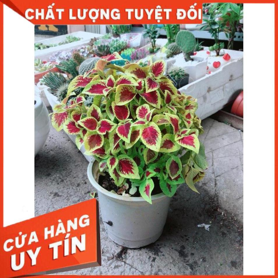 Chậu Cây Lá Gấm vàng đỏ Nhiều Người Mua