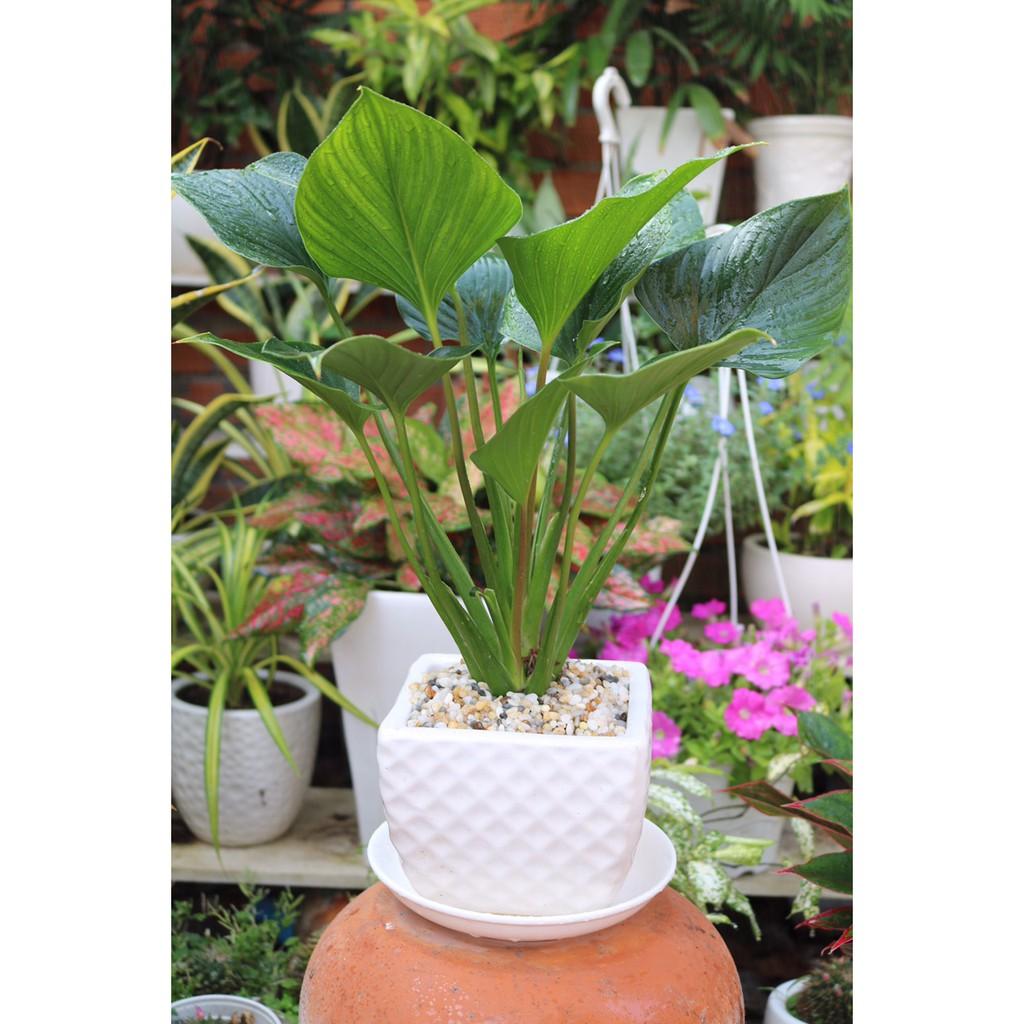 Chậu cây Thanh Tâm để bàn