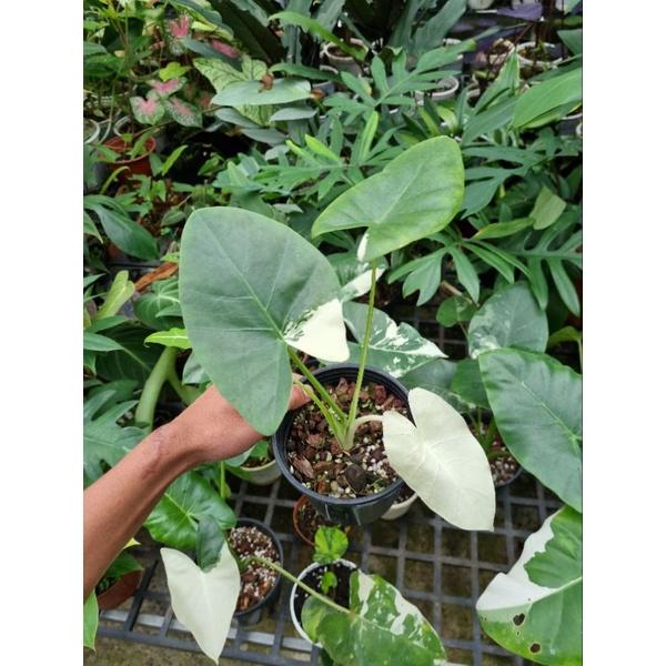 Ráy var (Alocasia macrrorrhiza albo variegated)