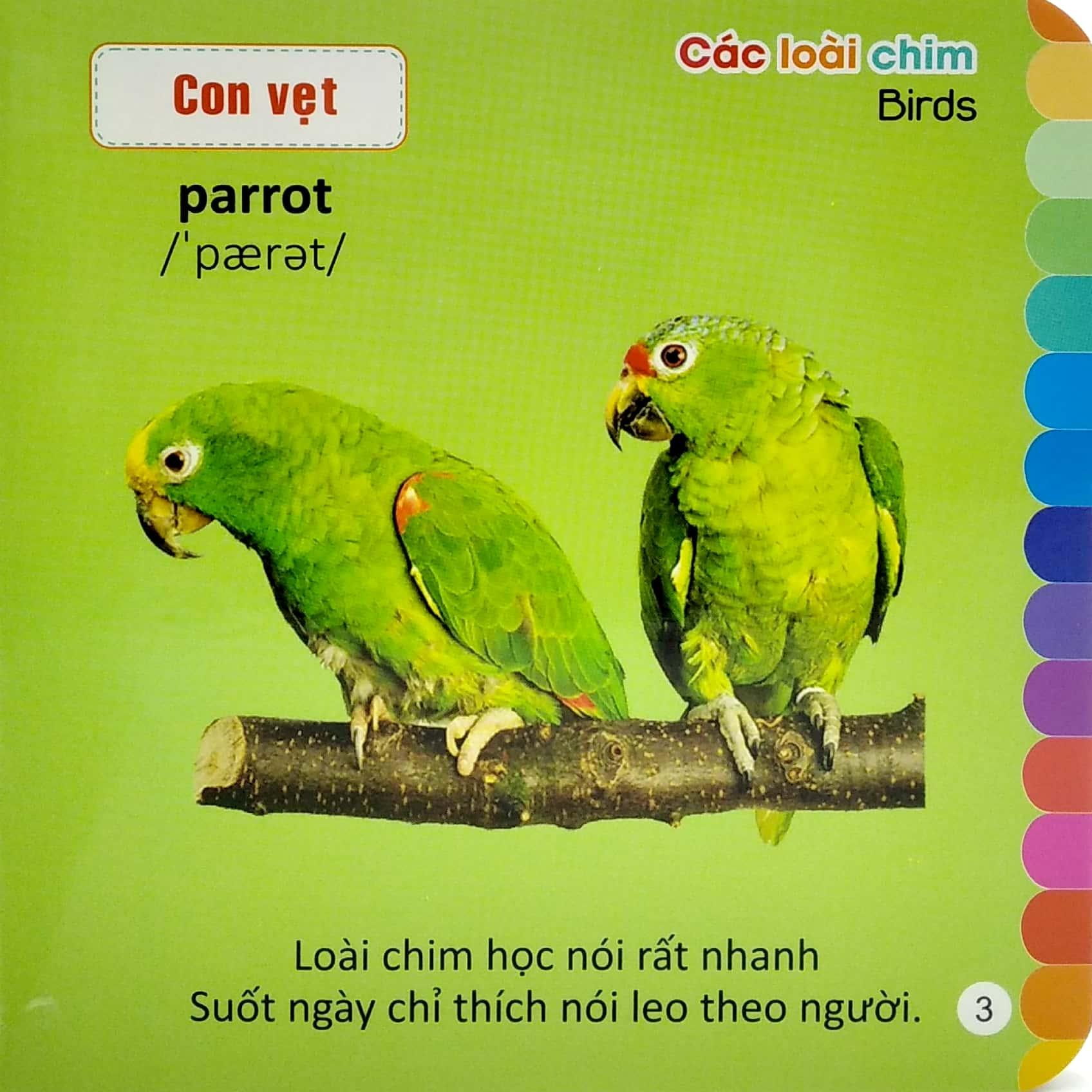 Bé Khám Phá Môi Trường Xung Quanh: Các Loài Chim - Birds