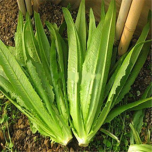 Hạt giống rau diếp thơm KNS305 - Gói 3gram