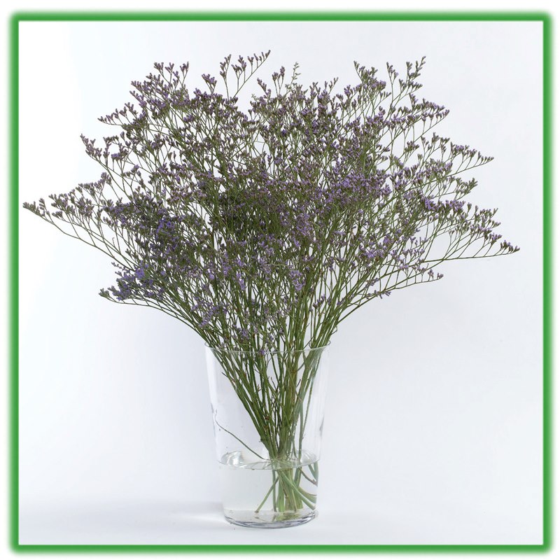 Bột Dưỡng Hoa Cắt Cành Longlife - Food for Cut Flowers - nhập khẩu ISRAEL giúp hoa tươi gấp 2 lần và 14 ngày không thay nước hay cắt tỉa lại gốc hoa