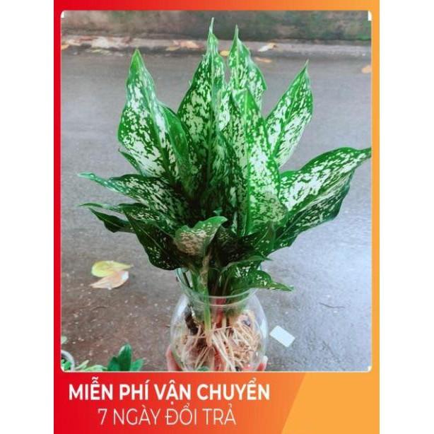 Chậu Ngọc Ngân Thuỷ Sinh