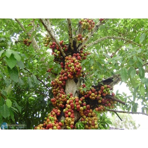 CÂY GIỐNG SUNG TA TRƯỞNG THÀNH