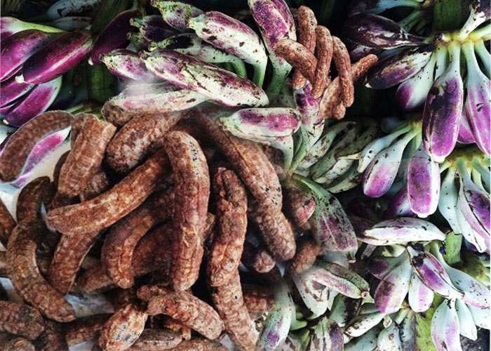 Cây chuối hột - Quả chuối hột rừng khô 1kg