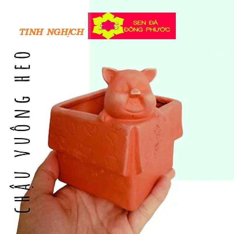 Chậu cây đất nung hình vuông Heo con ngủ - chậu trồng tiểu cảnh sen đá, xương rồng, cây phong thuỷ văn phòng đẹp