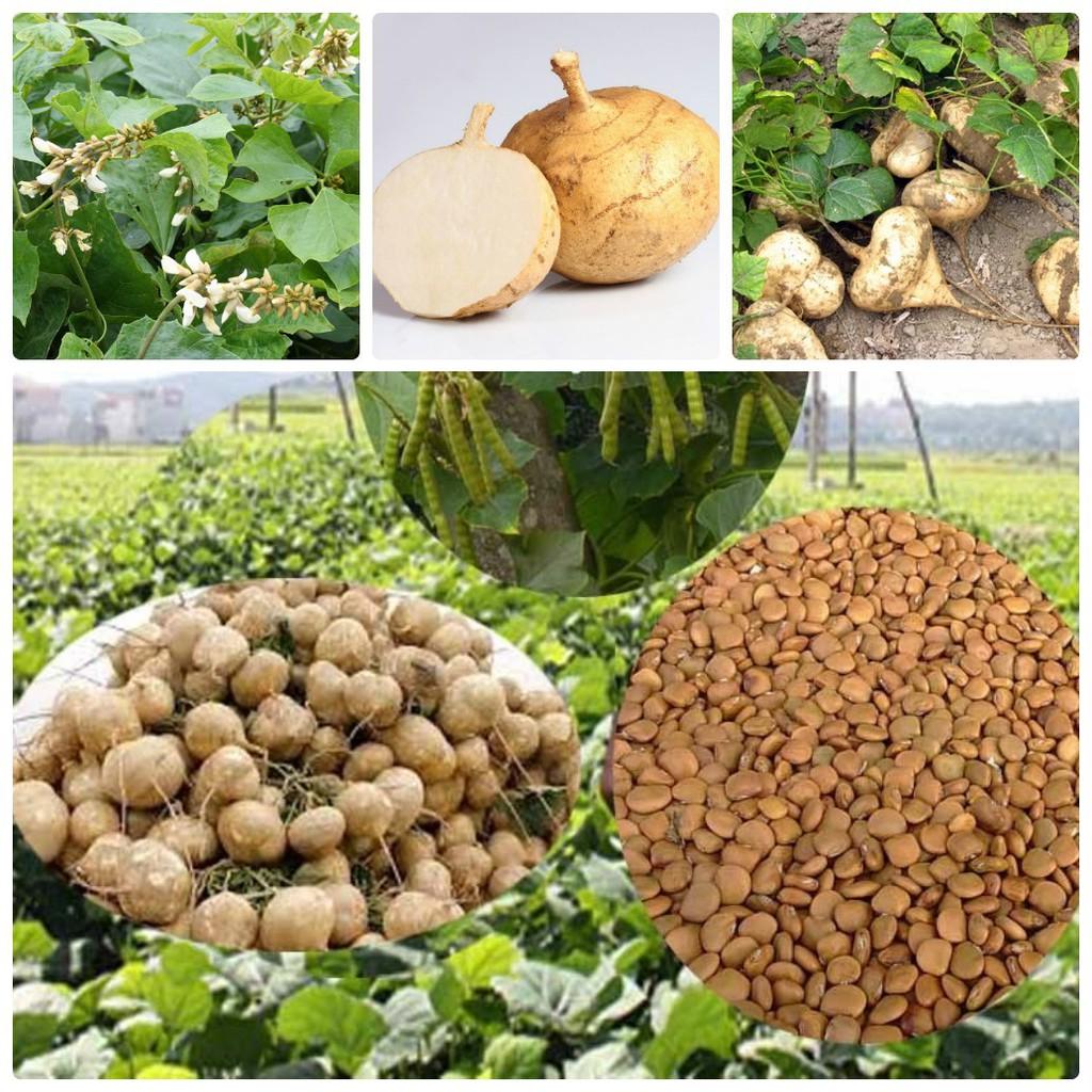 Gói 20 hạt giống củ đậu cao sản siêu ngọt
