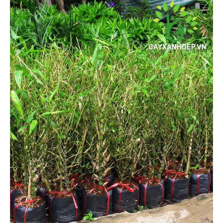 Cây Trúc đùi ếch