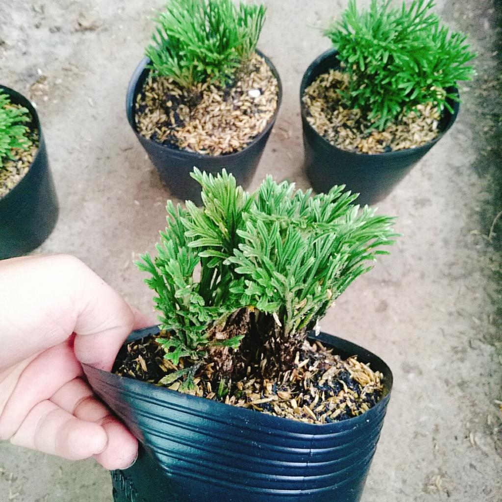 Cây Trường Sinh Thảo - cây cảnh bonsai + tặng phân bón cho cây mau lớn