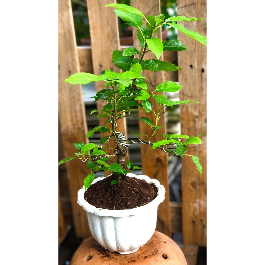 Chậu Bonsai cây sung trái xanh