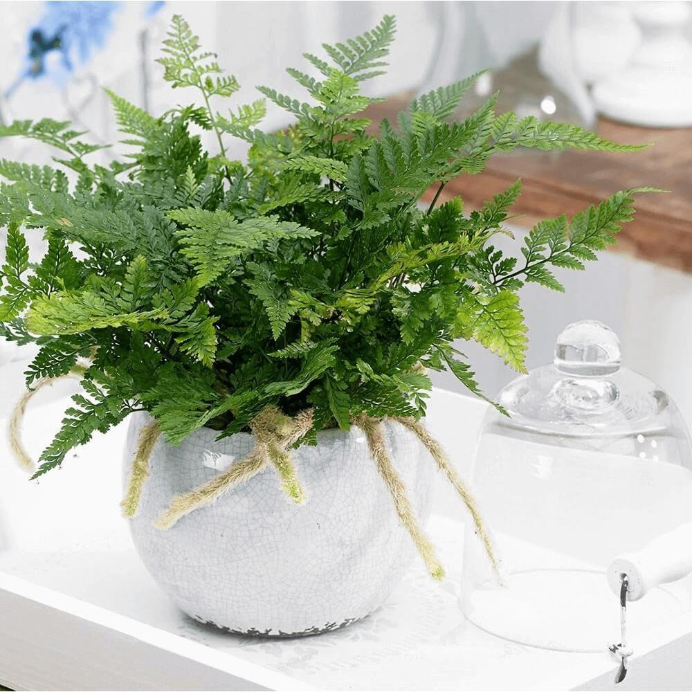 Cây Davallia tyermanii  chậu treo bí ngô