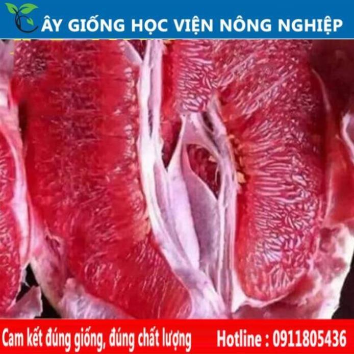 Sản phẩm Cây Ăn Trái bưởi đỏ Phúc Kiến