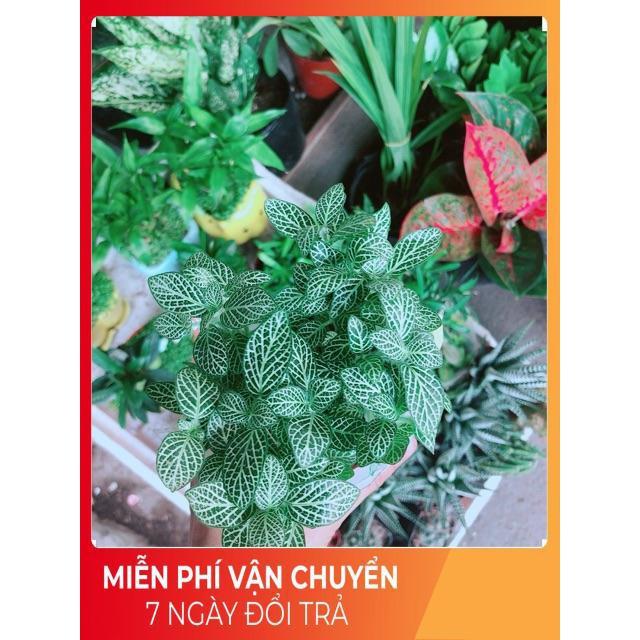Cẩm Nhung Xanh