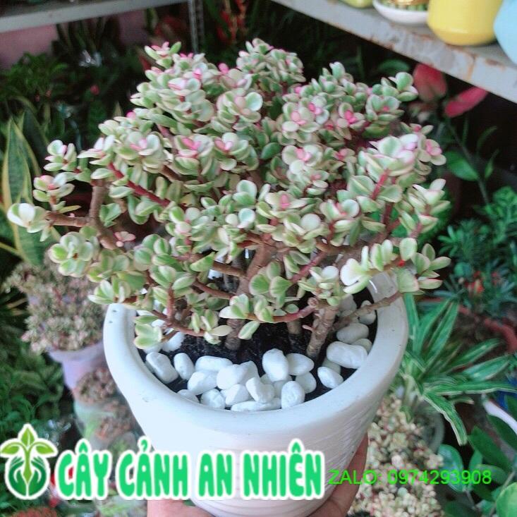 Chậu Cây Cành Vàng Lá Ngọc