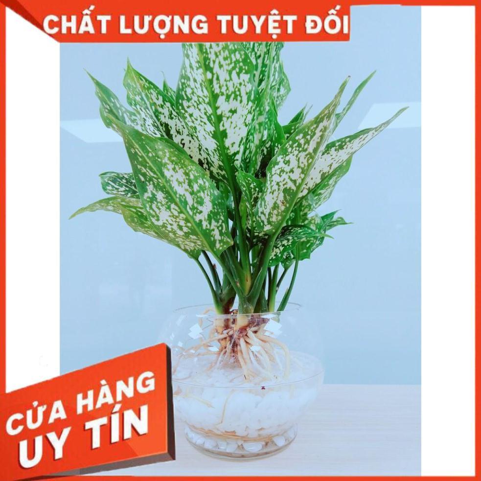 Cây Ngọc Ngân Thủy Sinh