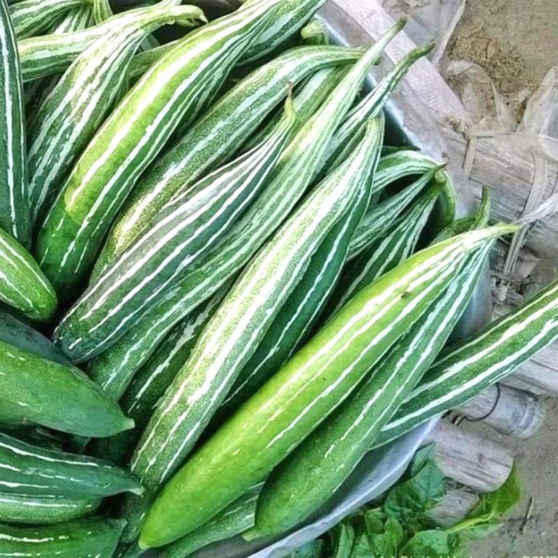 Hạt giống Lặc Lày Lai F1 Rado 248 (5 hạt) đậu trái tốt, trồng quanh năm - Hạt giống Rạng Đông