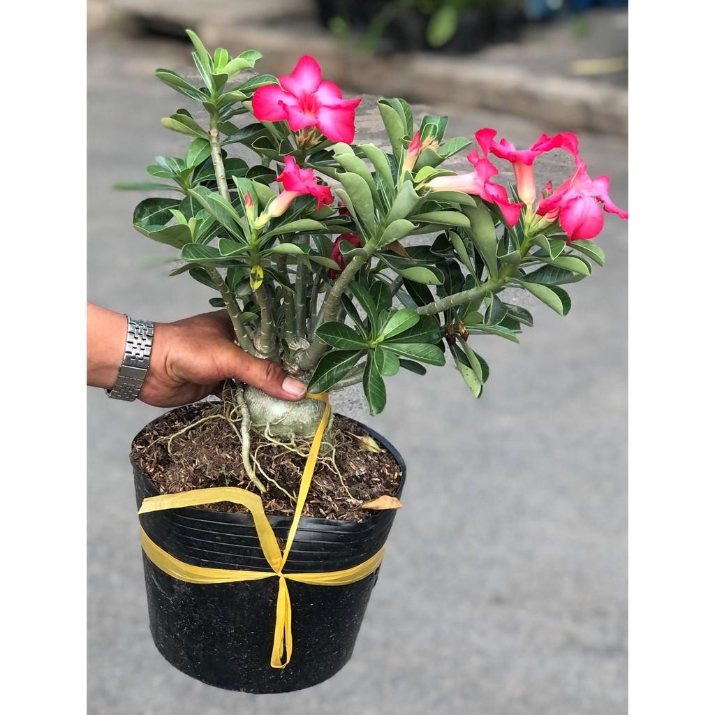 Cây hoa sứ Ánh Dương hoa màu hồng