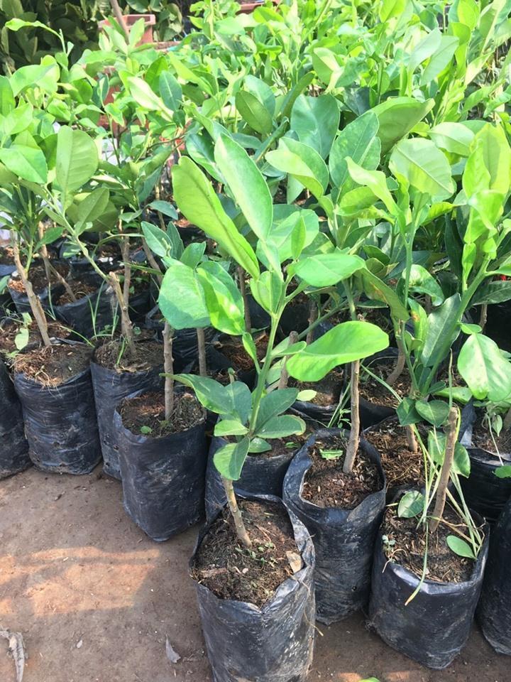 Cây BƯỞI RUBY THÁI LAN