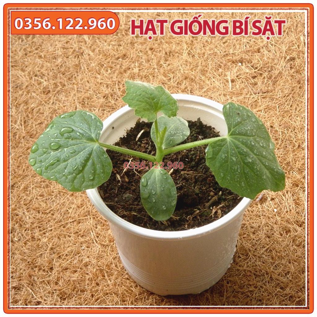 20 Hạt giống bí đao xanh, bí sặt F1