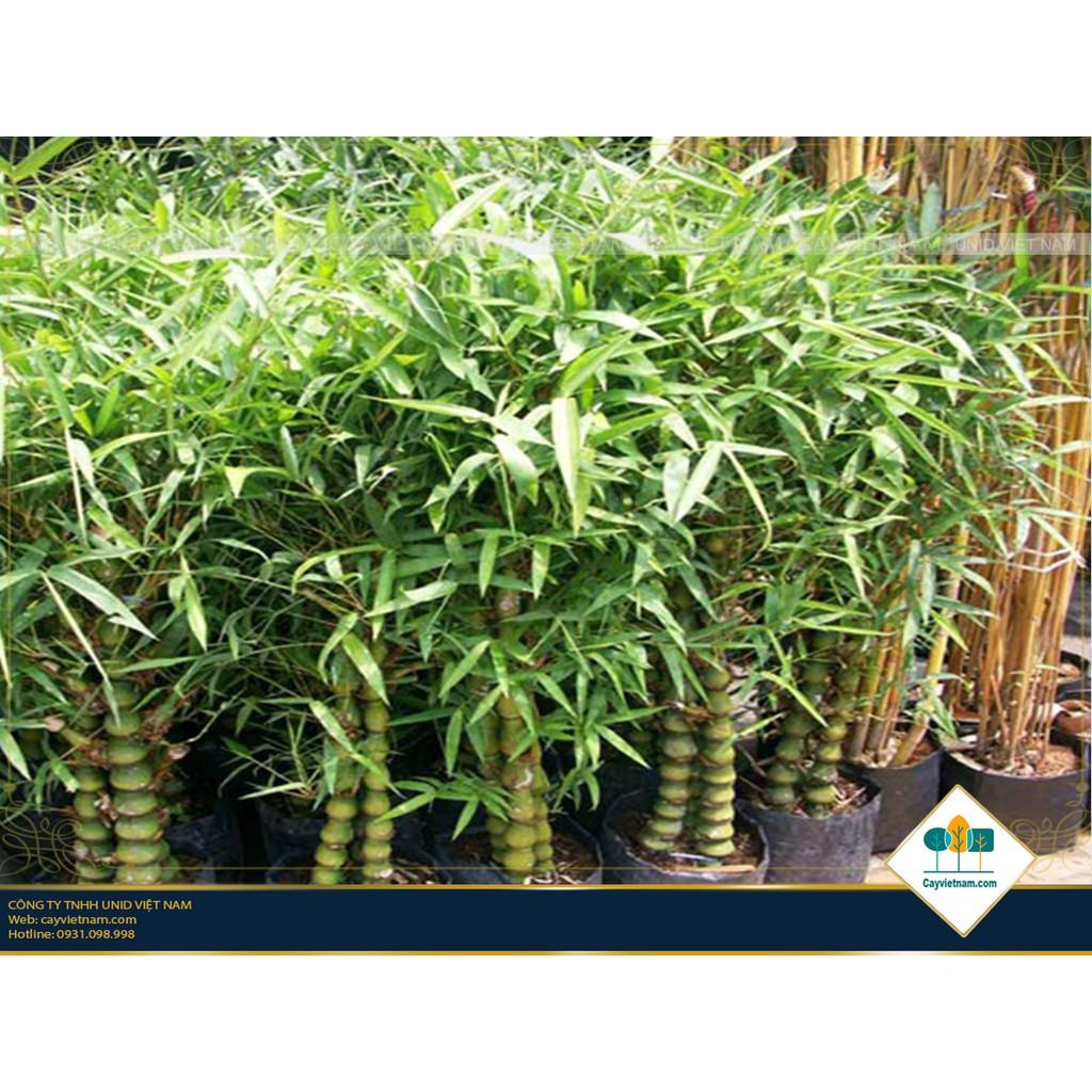 CÂY TRÚC ĐÙI GÀ, CÂY TRÚC ĐÙI GÀ