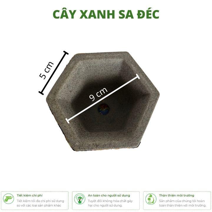 Chậu lục giác mini đáy xuông CK1A và đáy bầu CK1B cho bonsai mini để bàn, sen đá, xương rồng