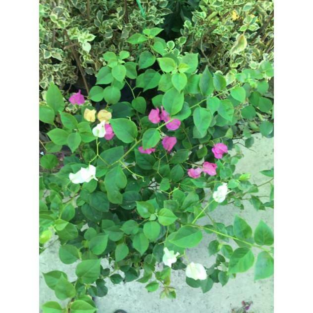 Hoa giấy ngủ sắc