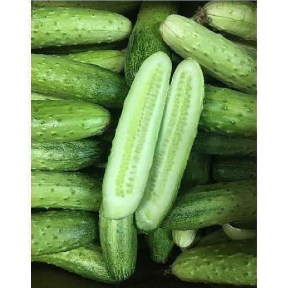 Hạt Giống Dưa chuột nếp ta cao sản F1 KNS3333 – Gói 10Hạt