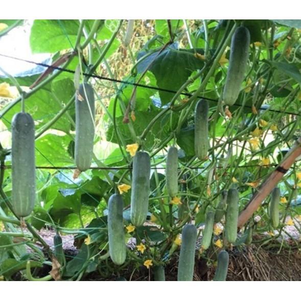 Gói 10 hạt giống dưa chuột Thái G7 siêu quả