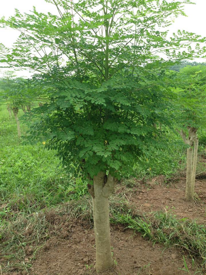 CÂY GIỐNG CHÙM NGÂY