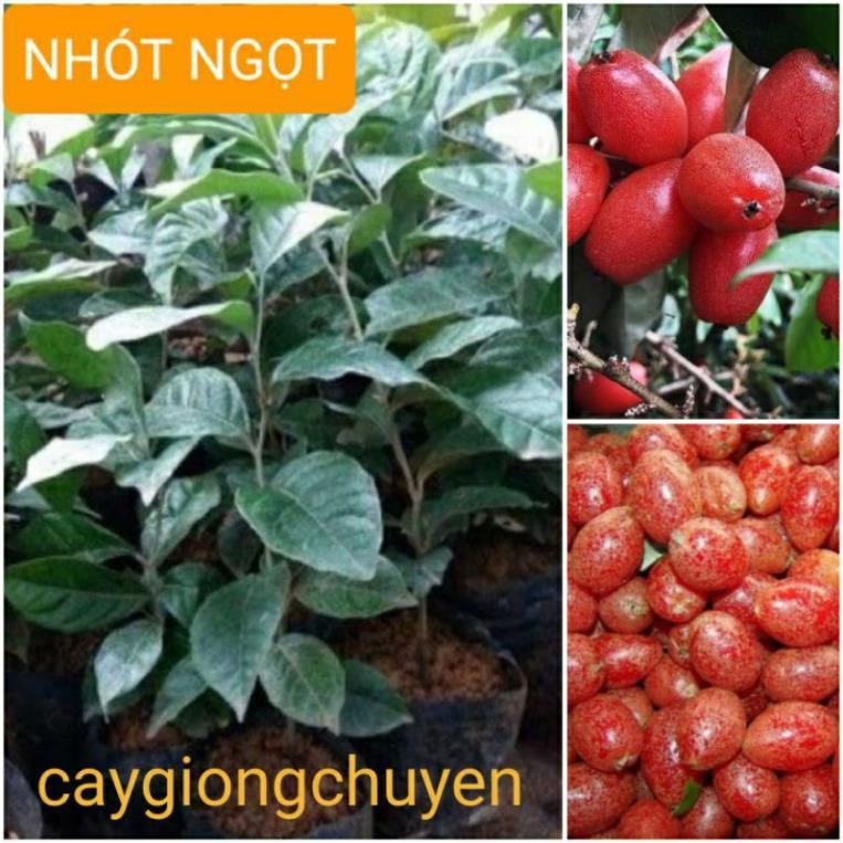 GIỐNG CÂY NHÓT NGỌT