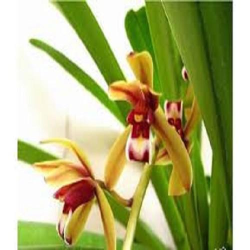 THÂN HOA LAN KIẾM TIÊN VŨ MẶT HOA XỔ HÀNG RỪNG