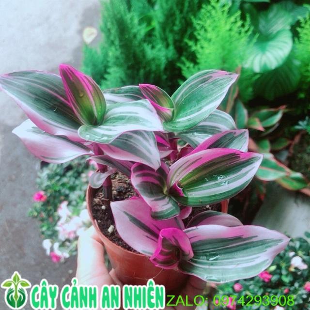 Cây Cành giá tốt