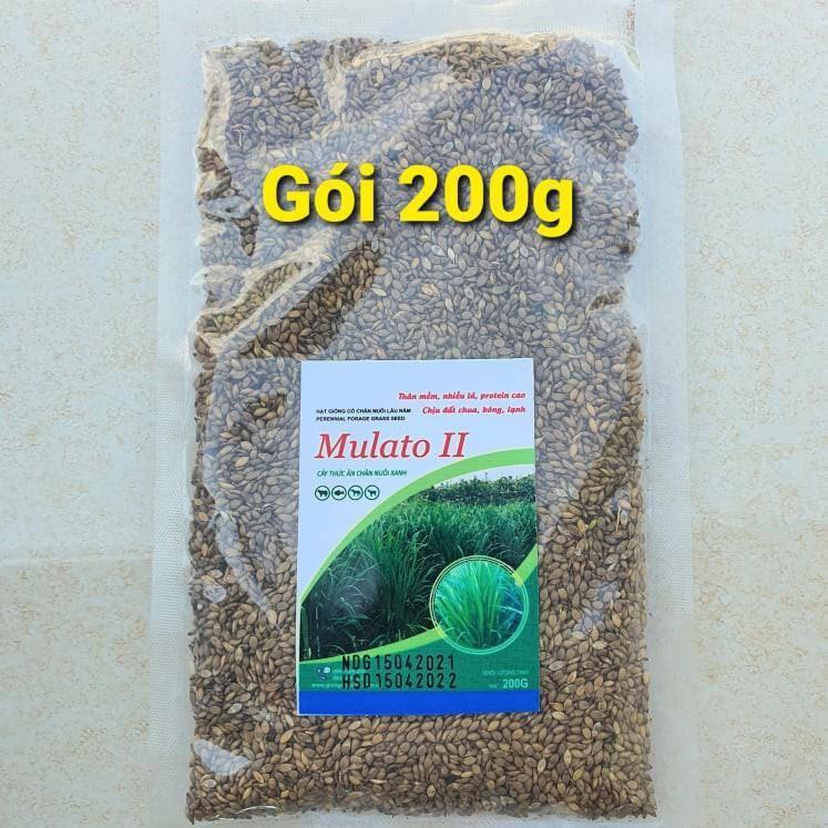 Hạt giống cỏ trong chăn nuôi Mulato II