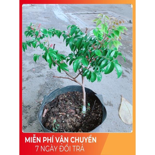 Cây Khế Cho Sai Trái