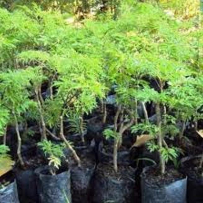 COMBO 5 Cây giống ĐINH LĂNG TA LÁ NHỎ - NHÂN SÂM CỦA VIỆT NAM