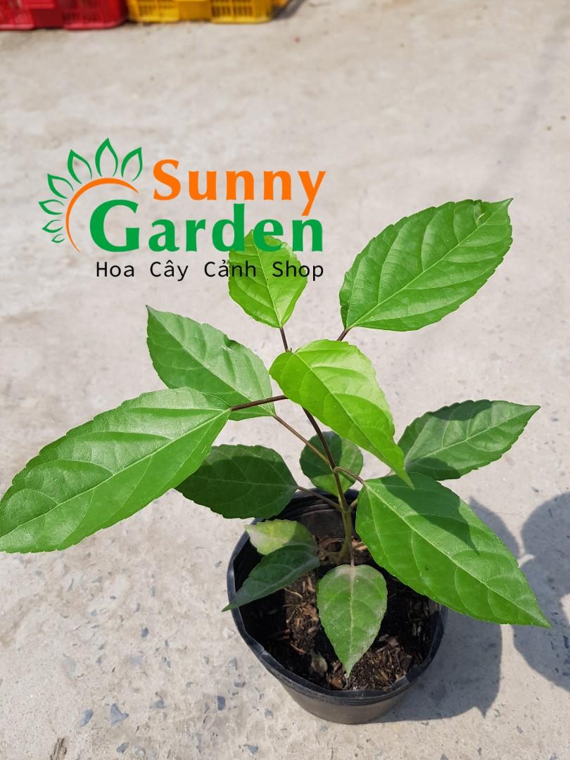 CHUẨN Cây Lá Cách, Cao 20-30cm - Chậu Rau
