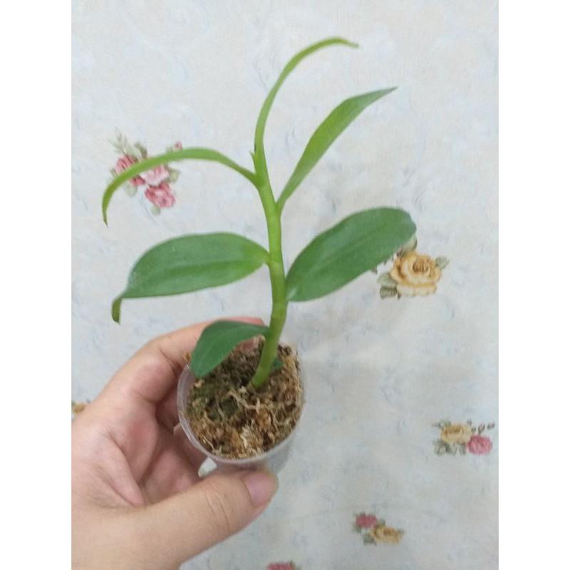 Hoa phong lan - 5ct hiển oanh