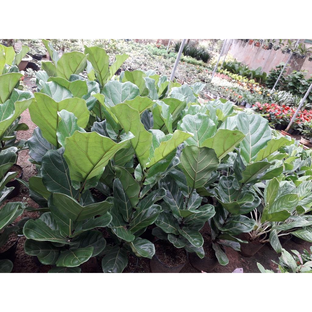 CÂY GIỐNG BÀNG SINGAPORE  *