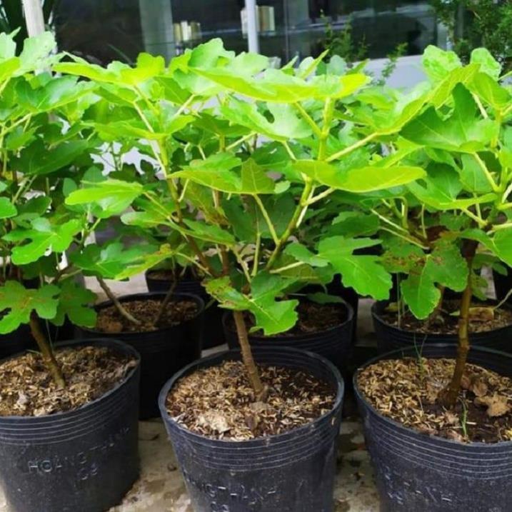 CÂY GIỐNG SUNG NGỌT MỸ F1 QUẢ TO SIÊU NGỌT CAM KẾT GIỐNG CHUẨN