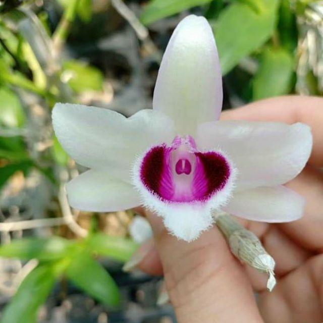 Hoa phong lan phi điệp lá mít , cây cực đẹp