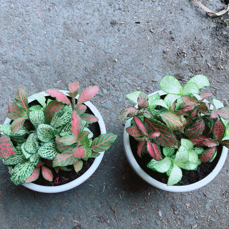 Combo 2 Chậu Cây Cẩm Nhung