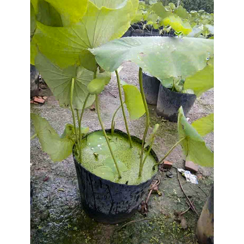 300 Chậu 25x21x21cm nhựa PE dẻo trồng cây bền từ 5 đến 10 năm-77307